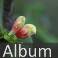 Album Pflanzenläuse <!--hidden-->